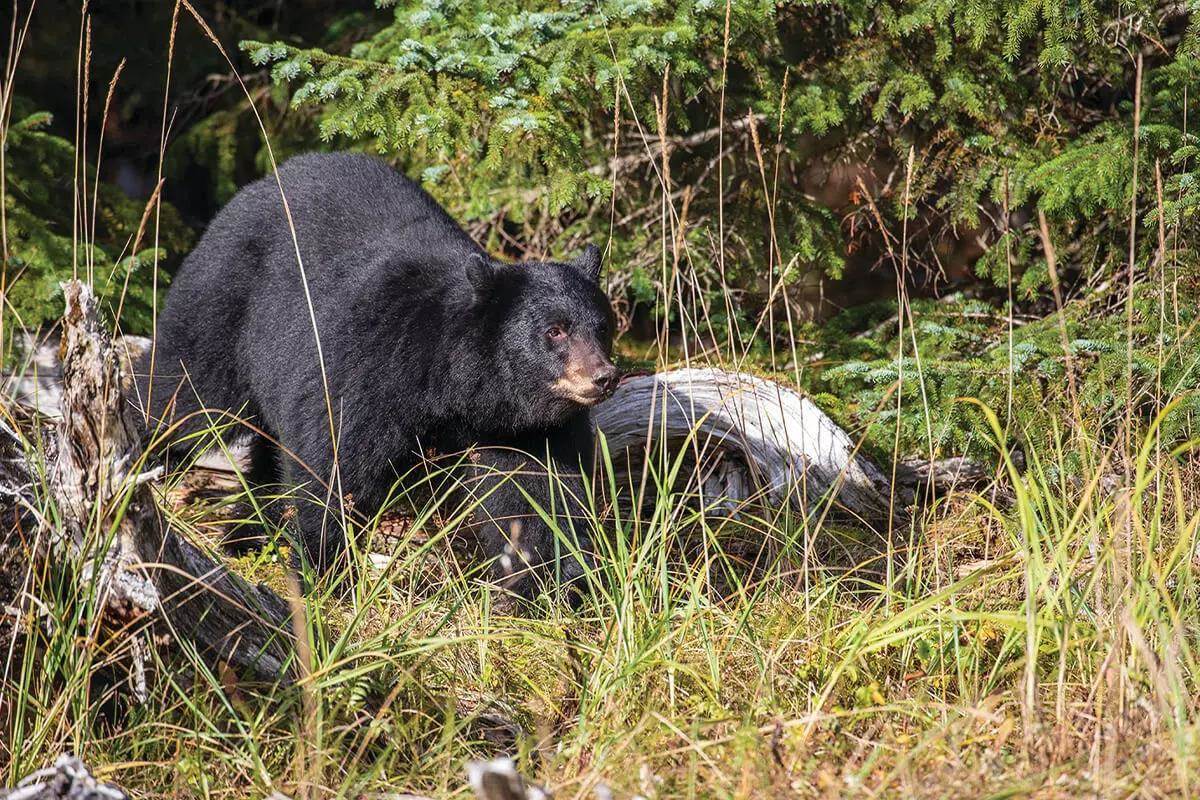 a black bear approaching