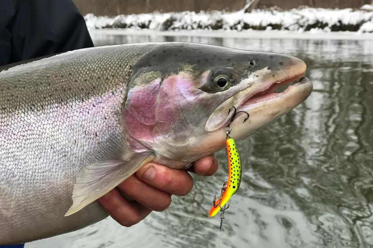 An angler holds a caught trout with a crankbait hangind from its lip.