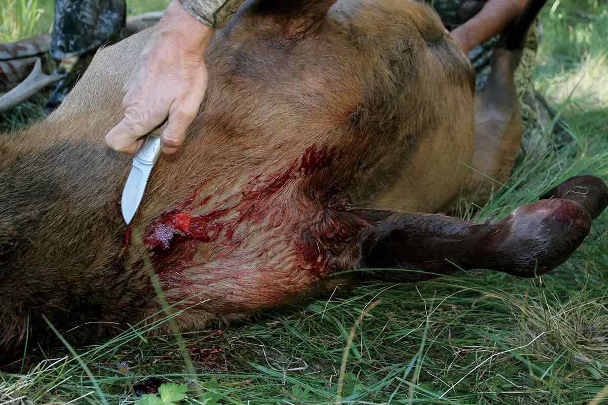 field dressing an elk