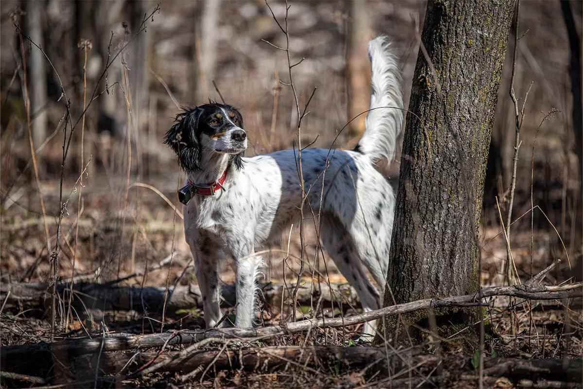 A black and white English letter stands on point in the woods.