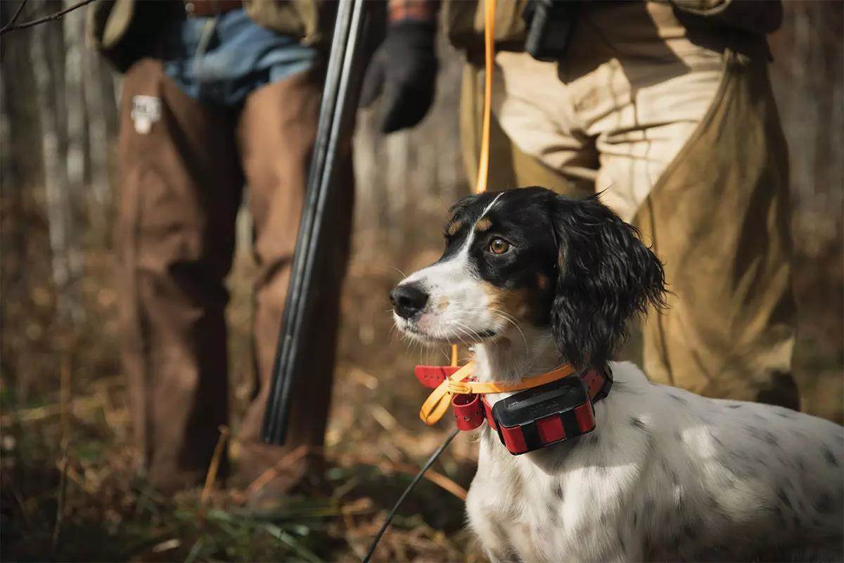 How to Deal with the Loss of a Dog