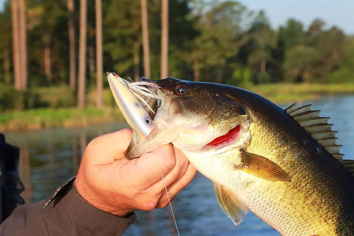 How to Fish Bedding Bass During the Bass Spawning Season