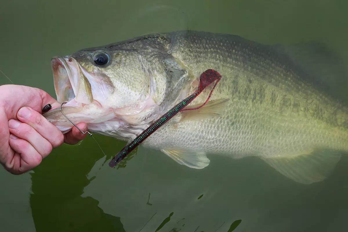 How to Fish Bedding Bass During the Bass Spawning Season - Florida