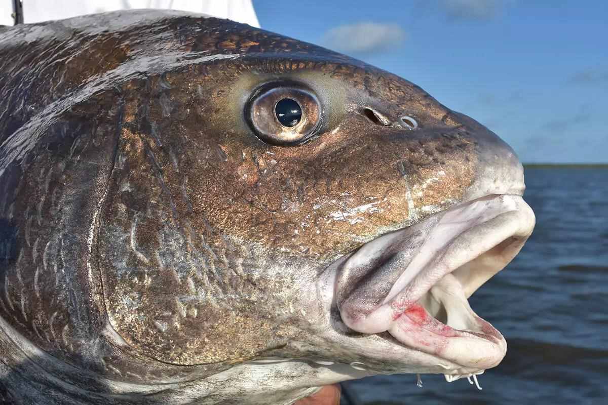 Čierny bubon: Najlepšia návnada, náväzce a návnadyČierny bubon: Najlepšia návnada, náväzce a návnady  