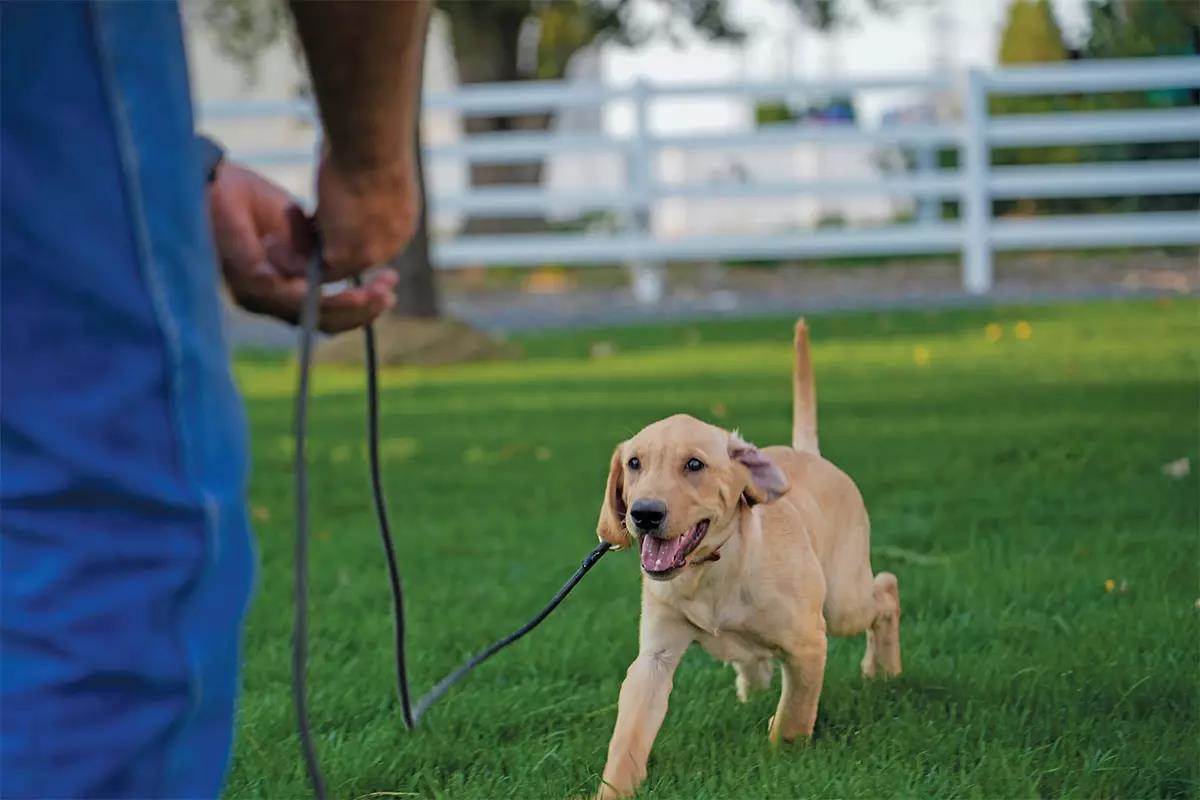 A lab puppy runs toward its handler at the end of a leash.