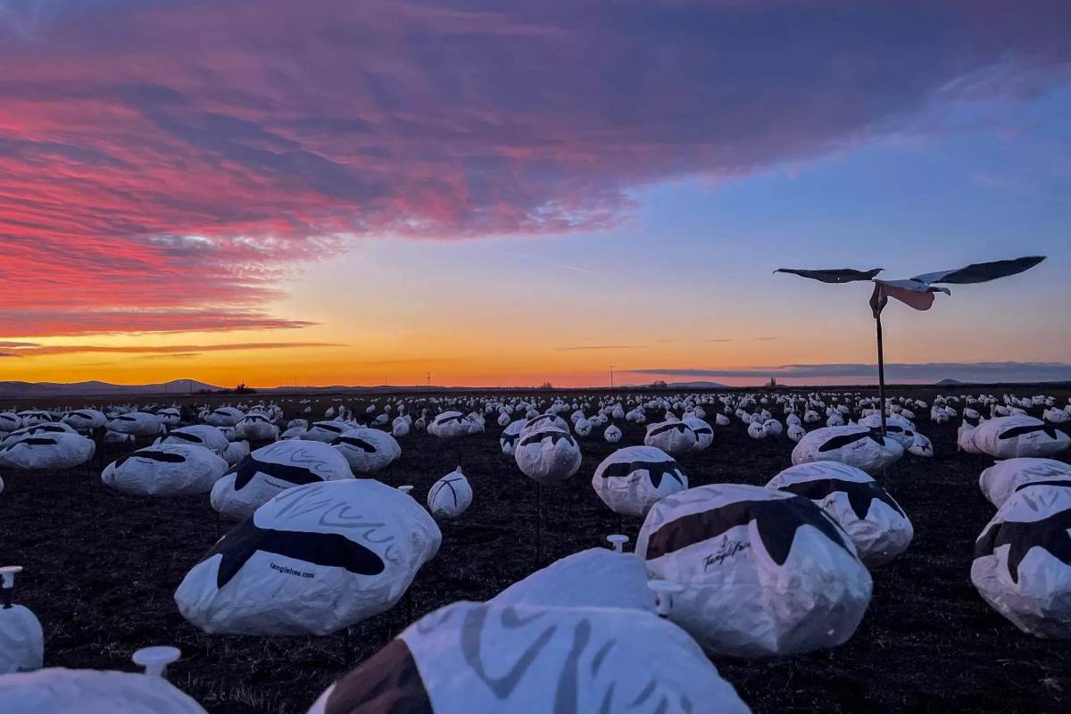 A spread of snow goose socks.