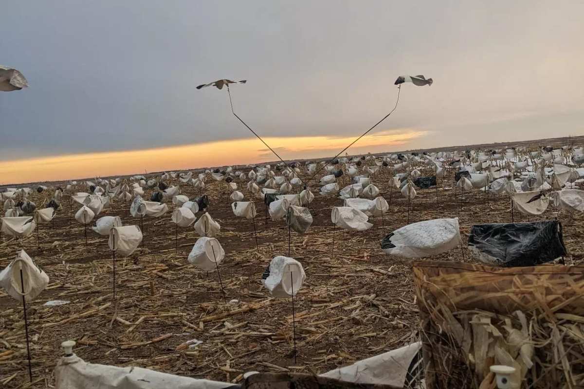 A snow goose spread in a corn field.