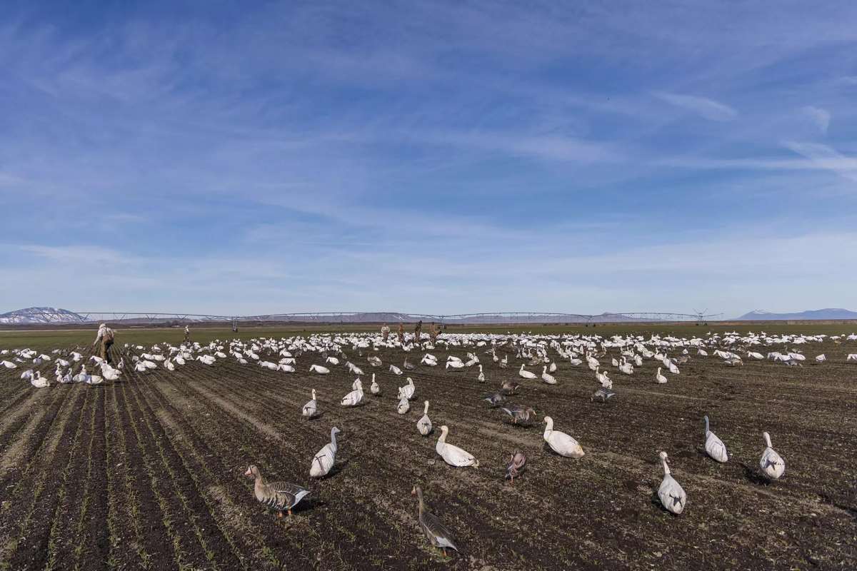 A spread of snow goose decoys in a winter wheat field.
