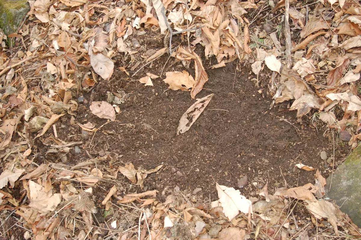A patch of dirt exposed by a wild turkey scratching the ground. 