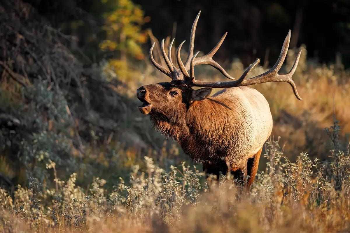 thumbnail image 2 of Sleazy Cow Elk Call - Big Bull SC Hunting Locator Bugling Tool 2 of 3