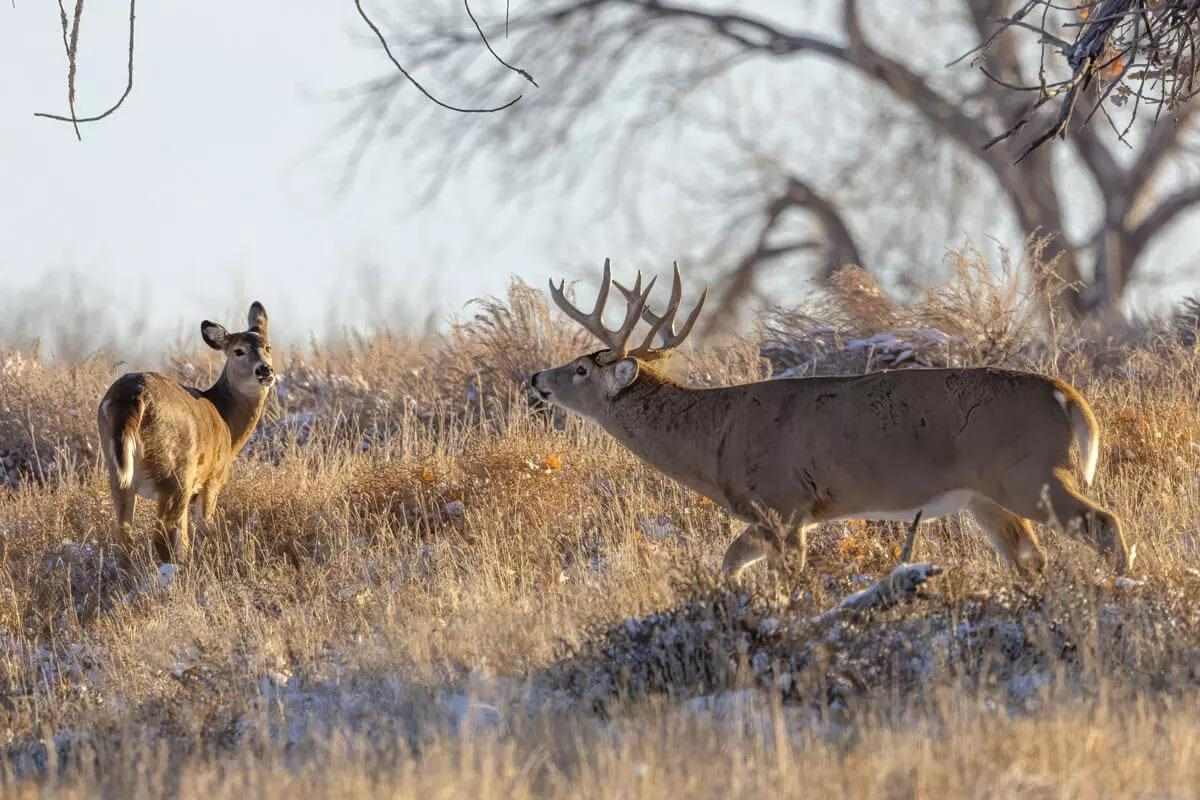 How to Manage Whitetails on Private Lands: Part 7