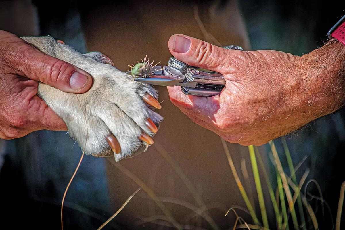 A hand holding a pair of pliers pulls a cactus from the paw of a white dog.