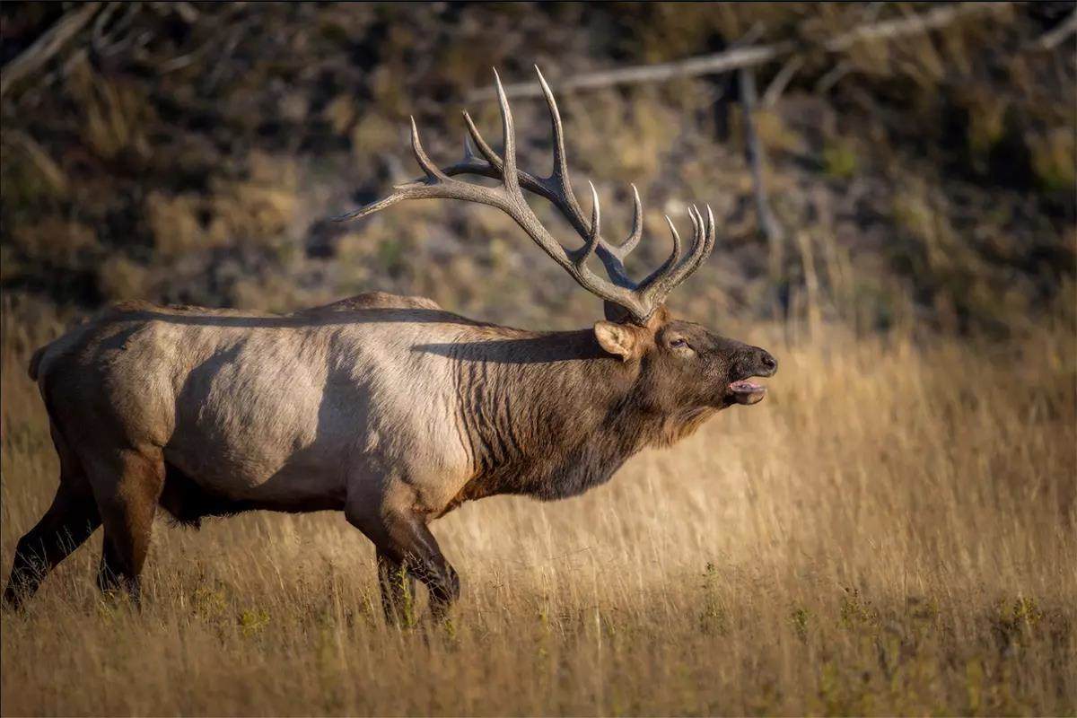 How To Shoot A Six-Point In Eight Easy Steps - Petersen's Hunting