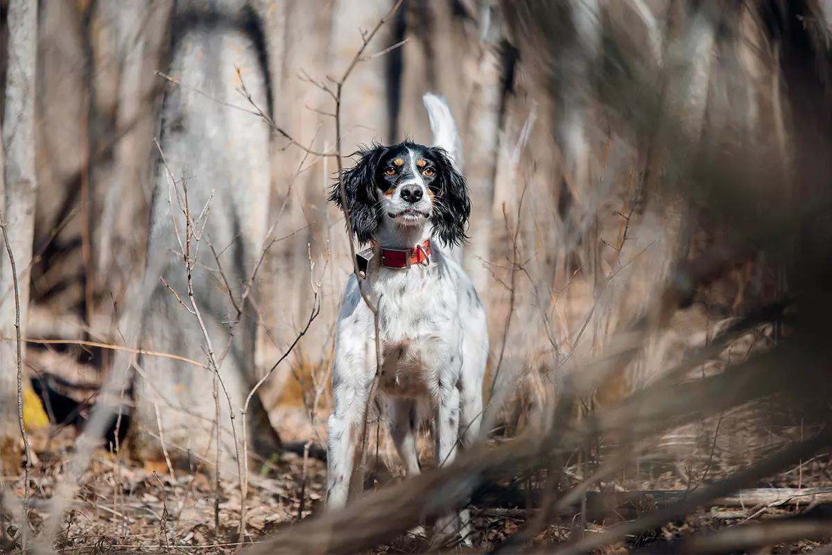 How to Steady a Pointing Dog Without Ecollars