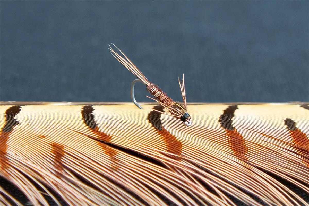 A pheasant tail nymph trout fly resting on an intact pheasant tail.