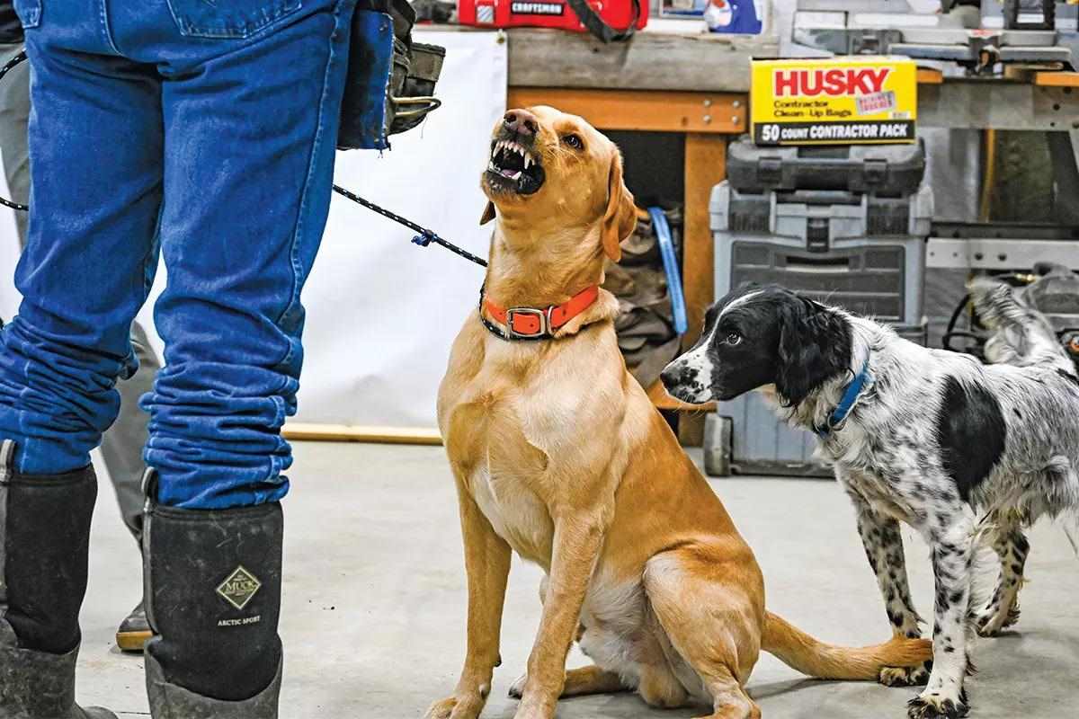 A yellow lab bares its teeth at someone standing in front of it.