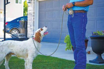 A white and brown dog stands next to a man in blue jeans.