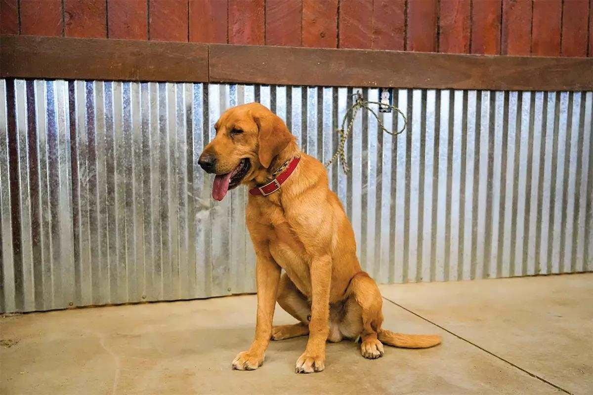 A yellow lab sits tied to a metal wall.