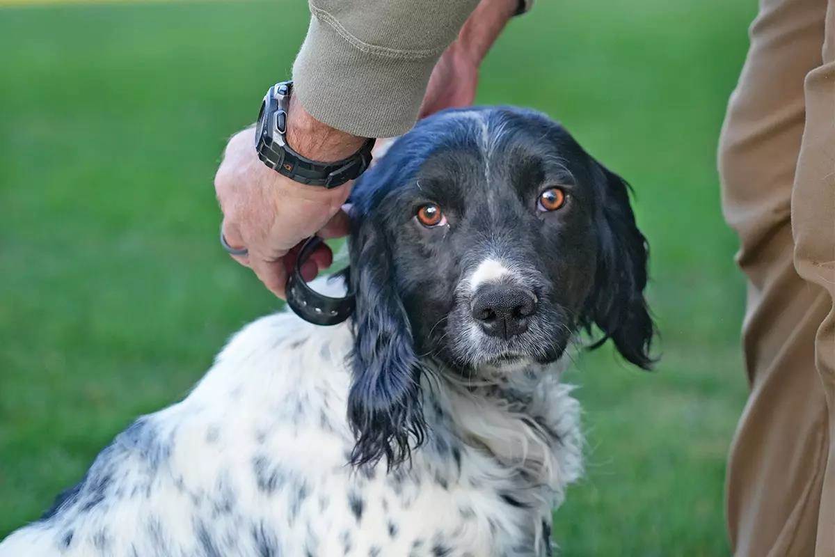 A dog trainer places an ecollar on a black and white springer spaniel.
