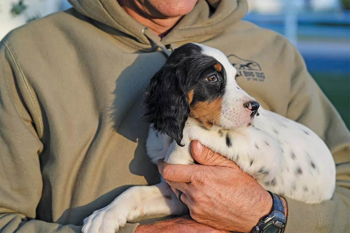 A person holds a black and white English setter puppy.