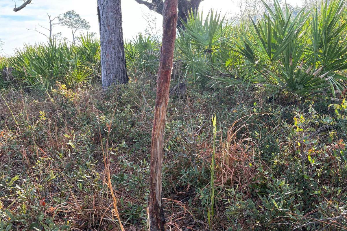 Small pine tree displays abrasion from deer antler rub