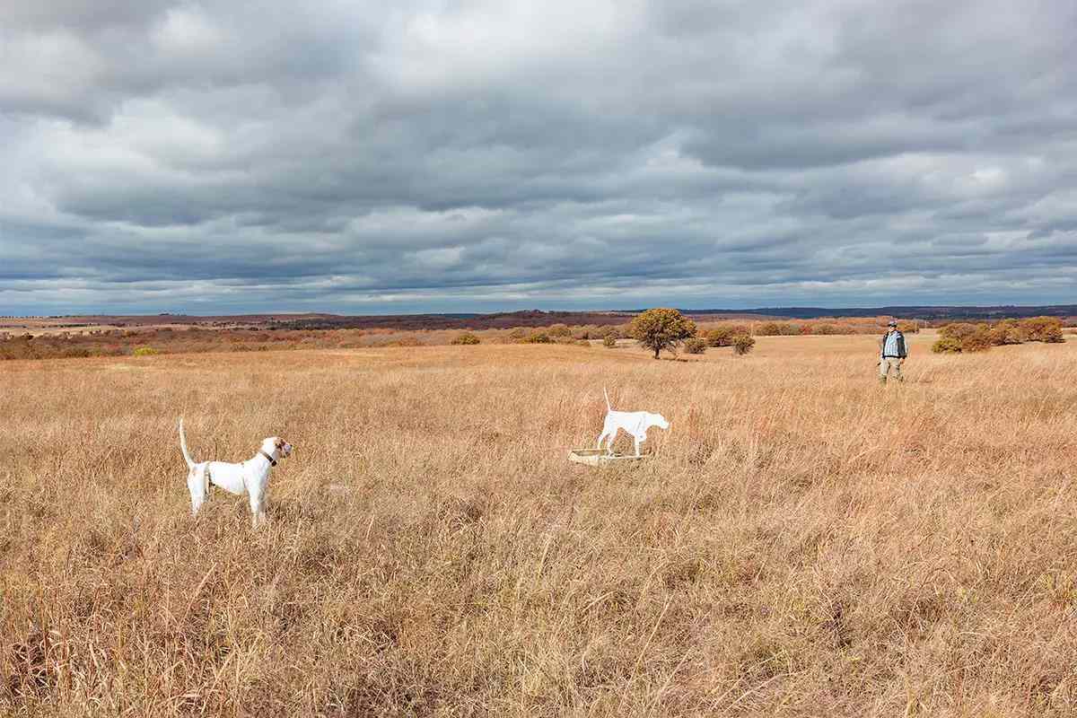 A white pointing dog backs a dog training cutout in a field.