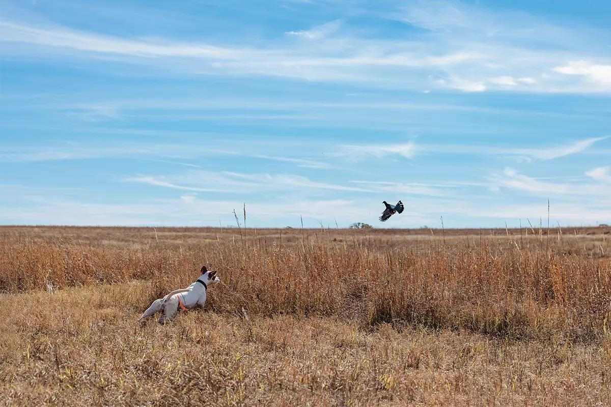 A pointing dog chases a bird as it flies out of the grass.