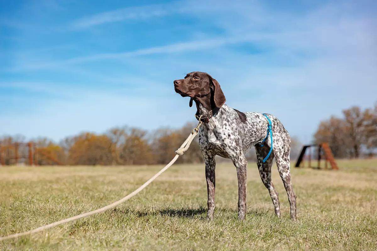 A dog stands still with a collar on its belly and a leash on its neck.