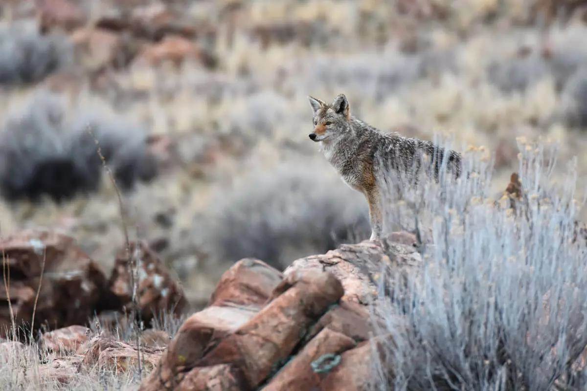 Hunting Coyotes in the Breeding Season 