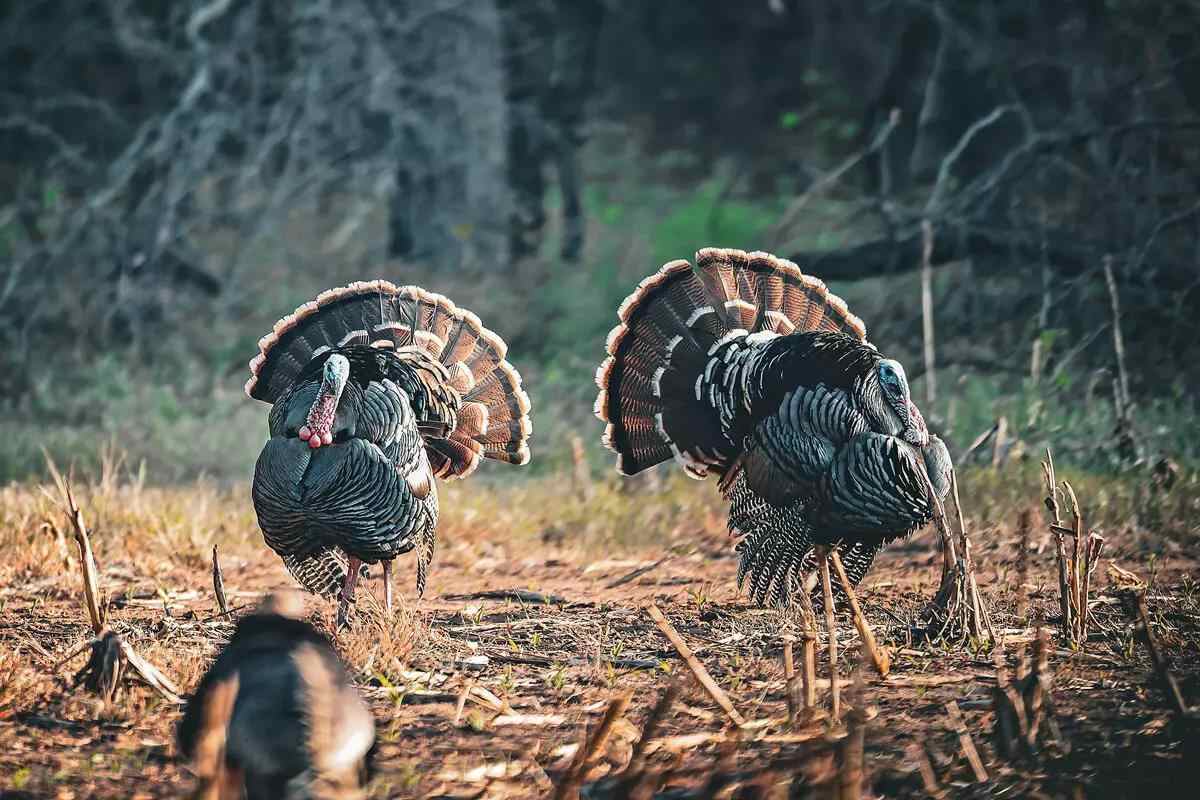 two Osceola turkeys in full strut