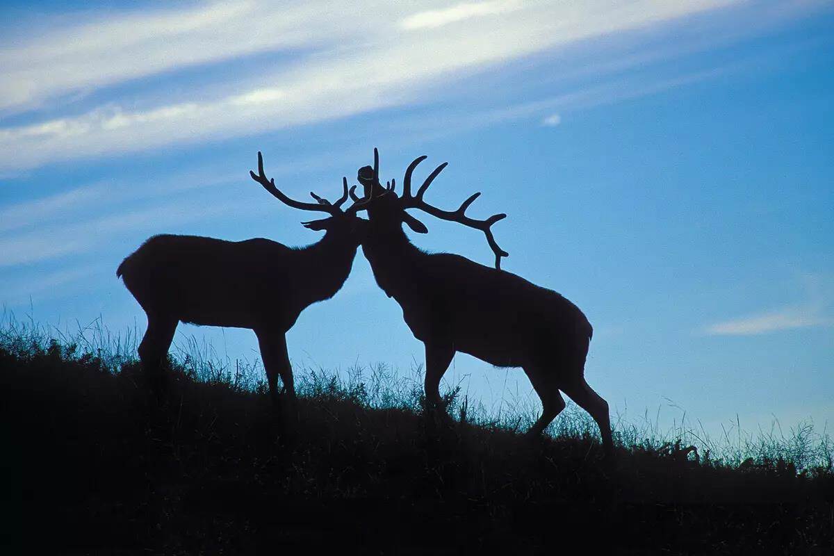 two bull elk on the horizon