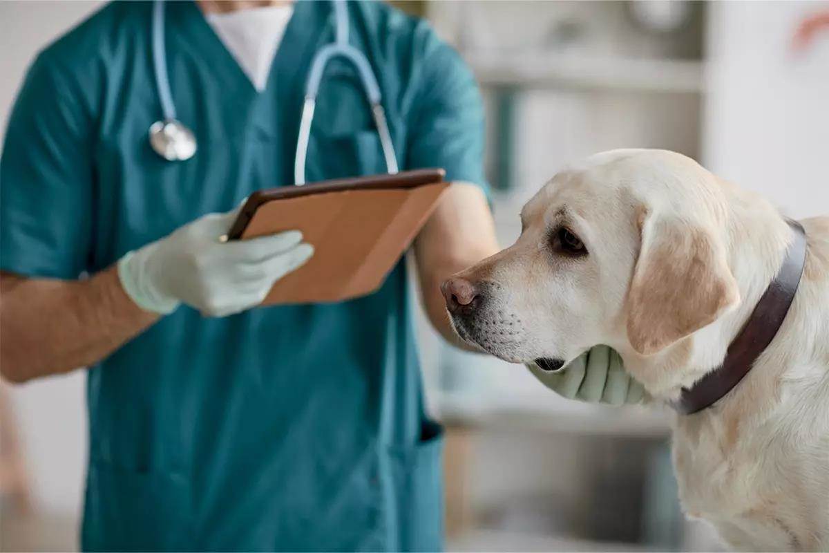 A yellow lab is being inspected by a vet in an animal clinic.