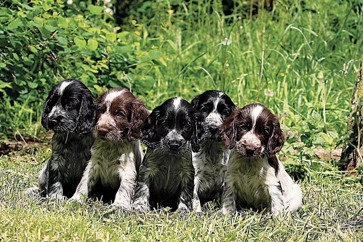 Five puppies are all sitting together in the green grass.