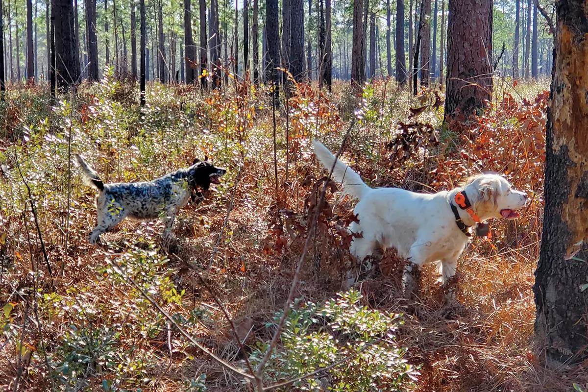 Two English Setters are pointed in a timber environment.