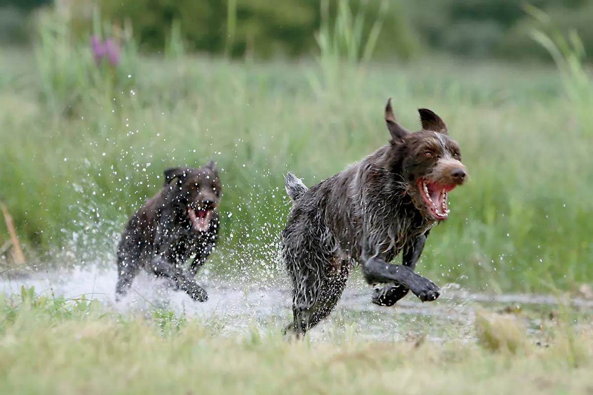 Two hunting dogs are running through the water with their mouths open.