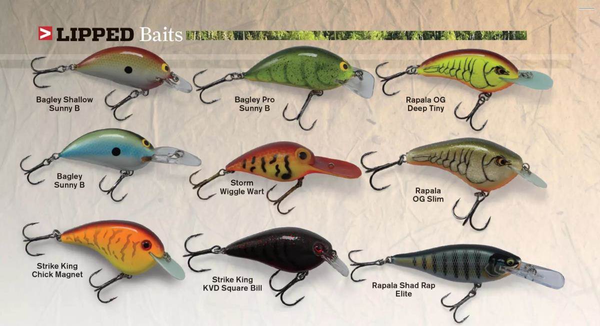 Picking Bass Lures to Fish Each Season” Day 2: Choose Crankbaits to Fish  for Bass When - John In The WildJohn In The Wild