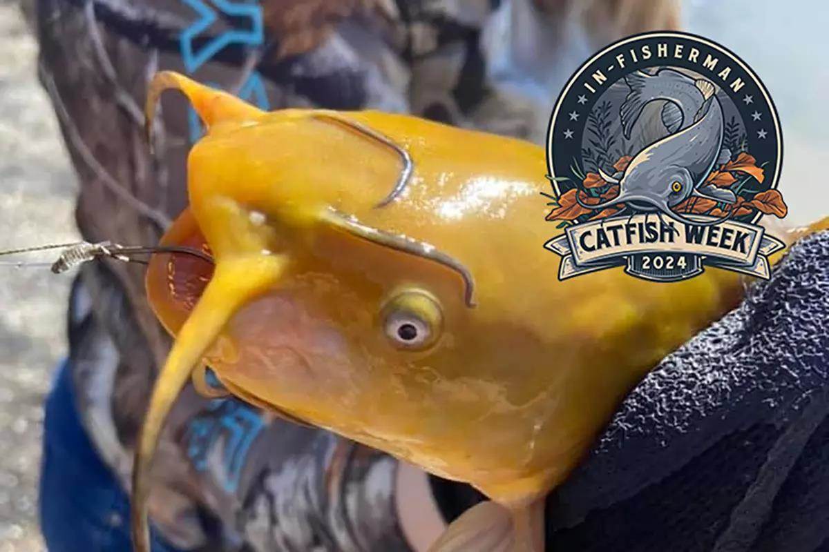 Catfish Week: Bullhead are Worthy Targets