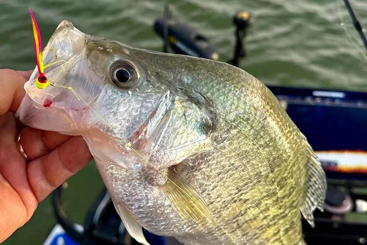 Capture Crappie Attention - In-Fisherman
