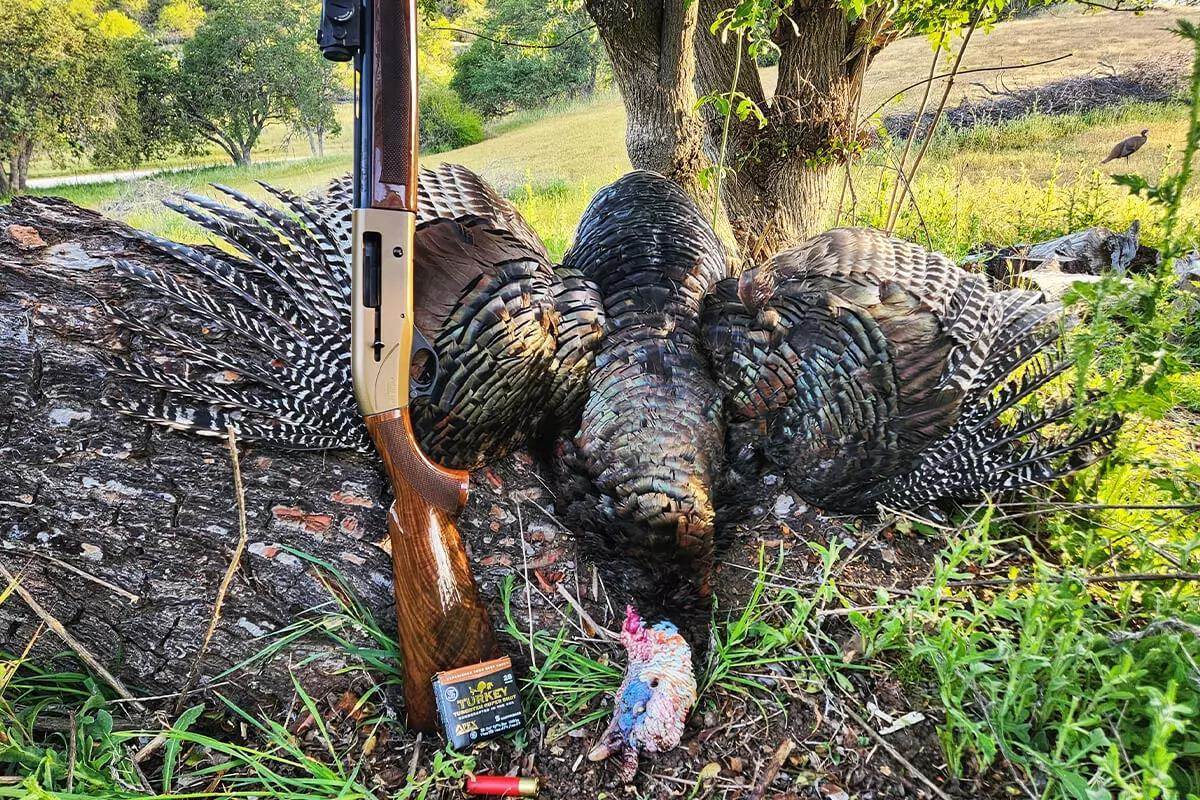 Incredible Turkey Hunting Season Unfolds: Three Feathers in the Cap - Petersen's Hunting