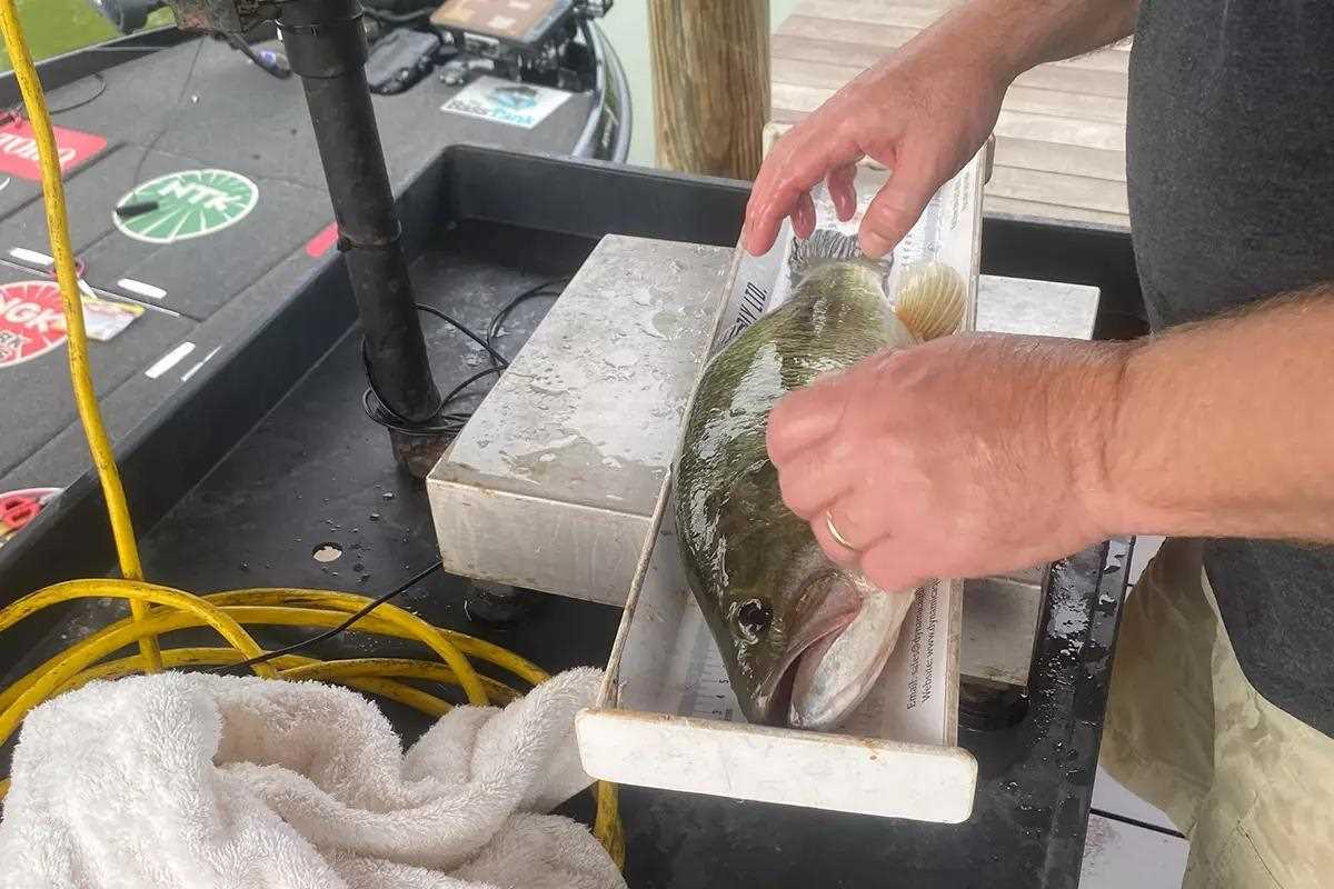 man measuring largemouth bass