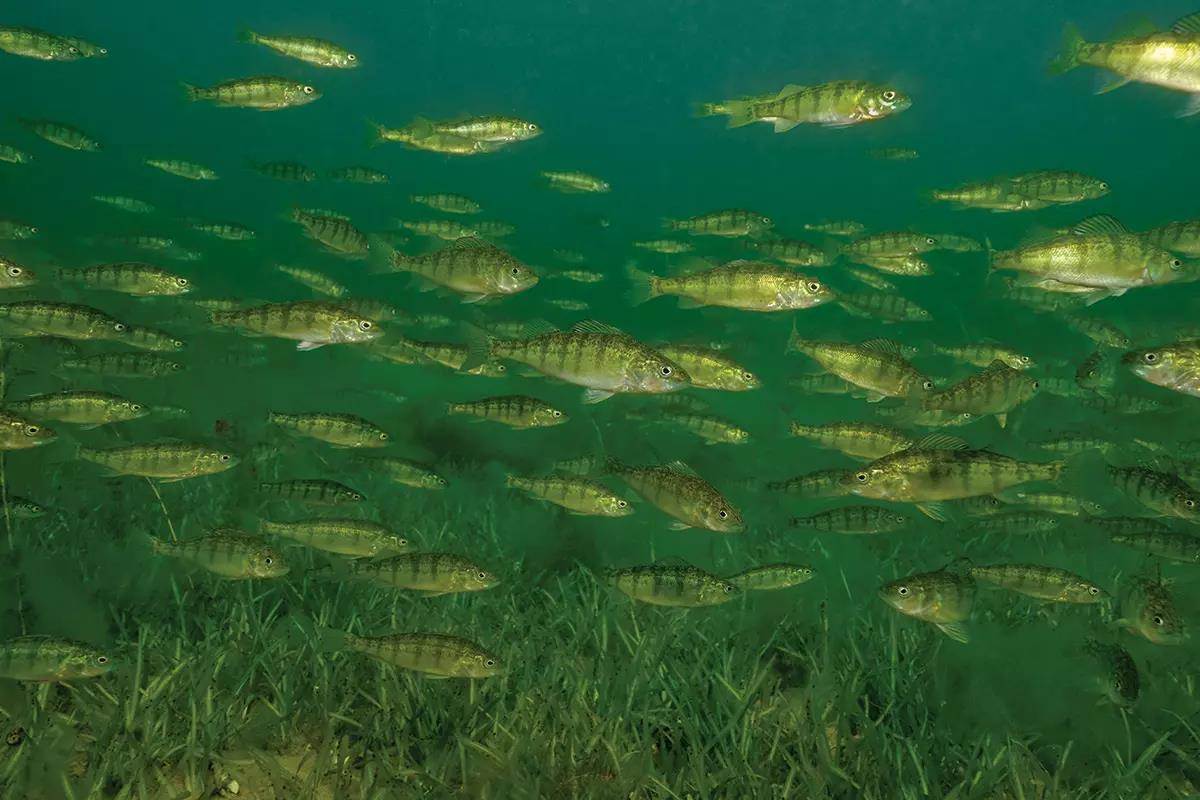 Perch Domain Factors That Drive Growth of Jumbo Perch - In-Fisherman
