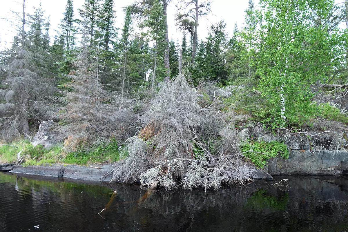 image of a dying tree along shoreline, creating habitat for fish