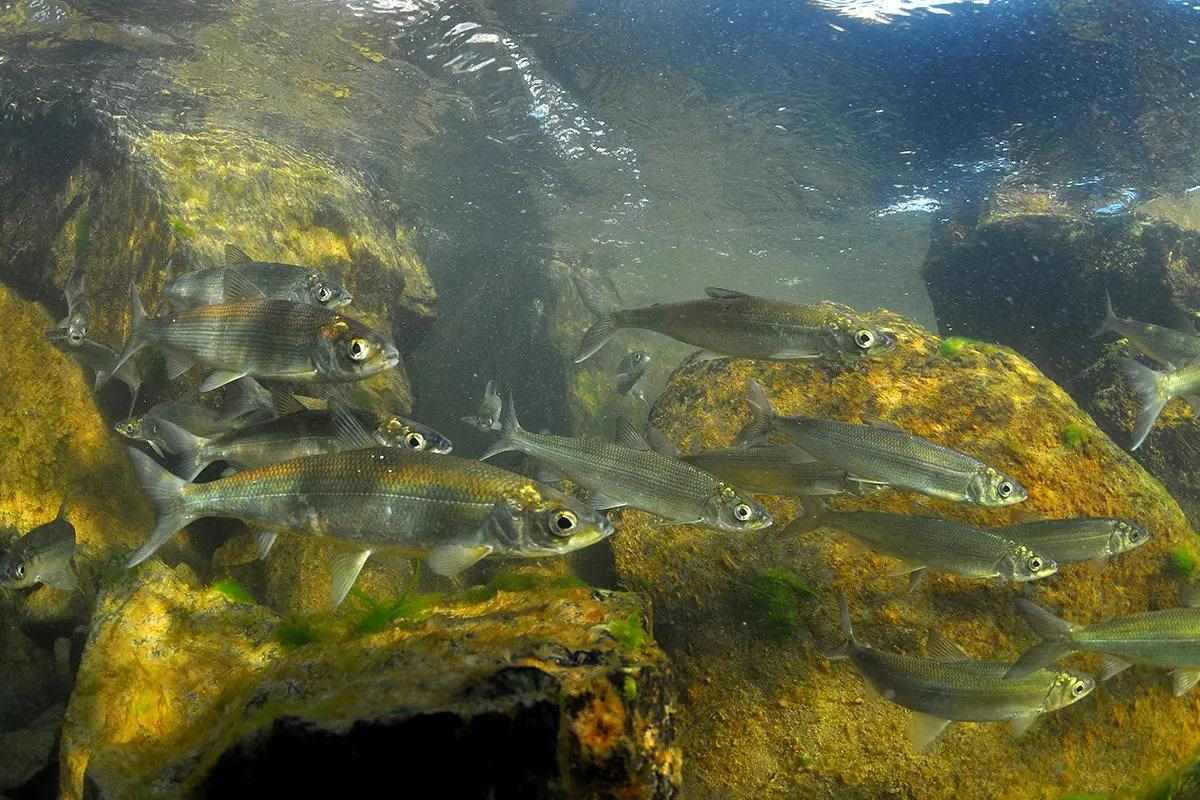 underwater photo of a school of cisco