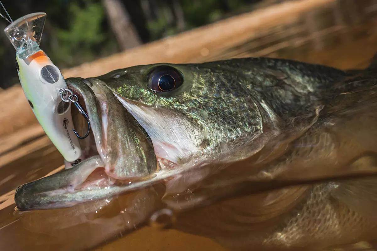 Berkley Frittside crankbait in mouth of bass