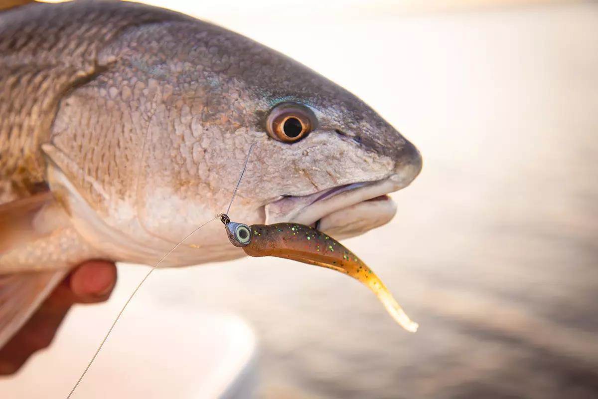 A redfish caught on a Z-Man jig.