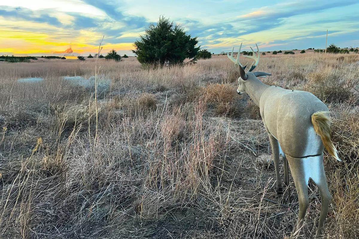 3-D buck decoy in Kansas field