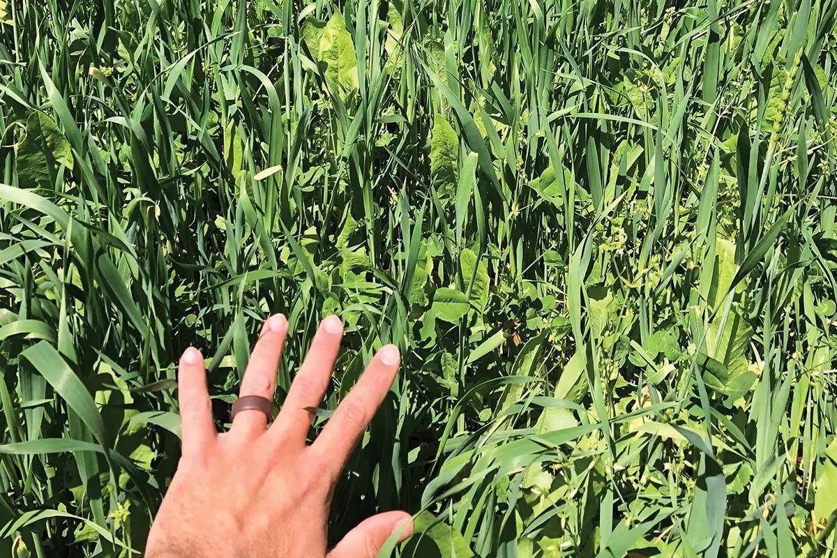 North American Whitetail's Favorite Food Plot for Year-Round Forage 