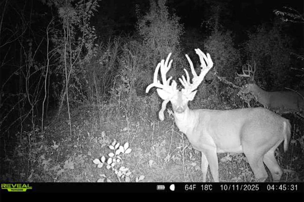 Trail camera picture of the Jungle Buck