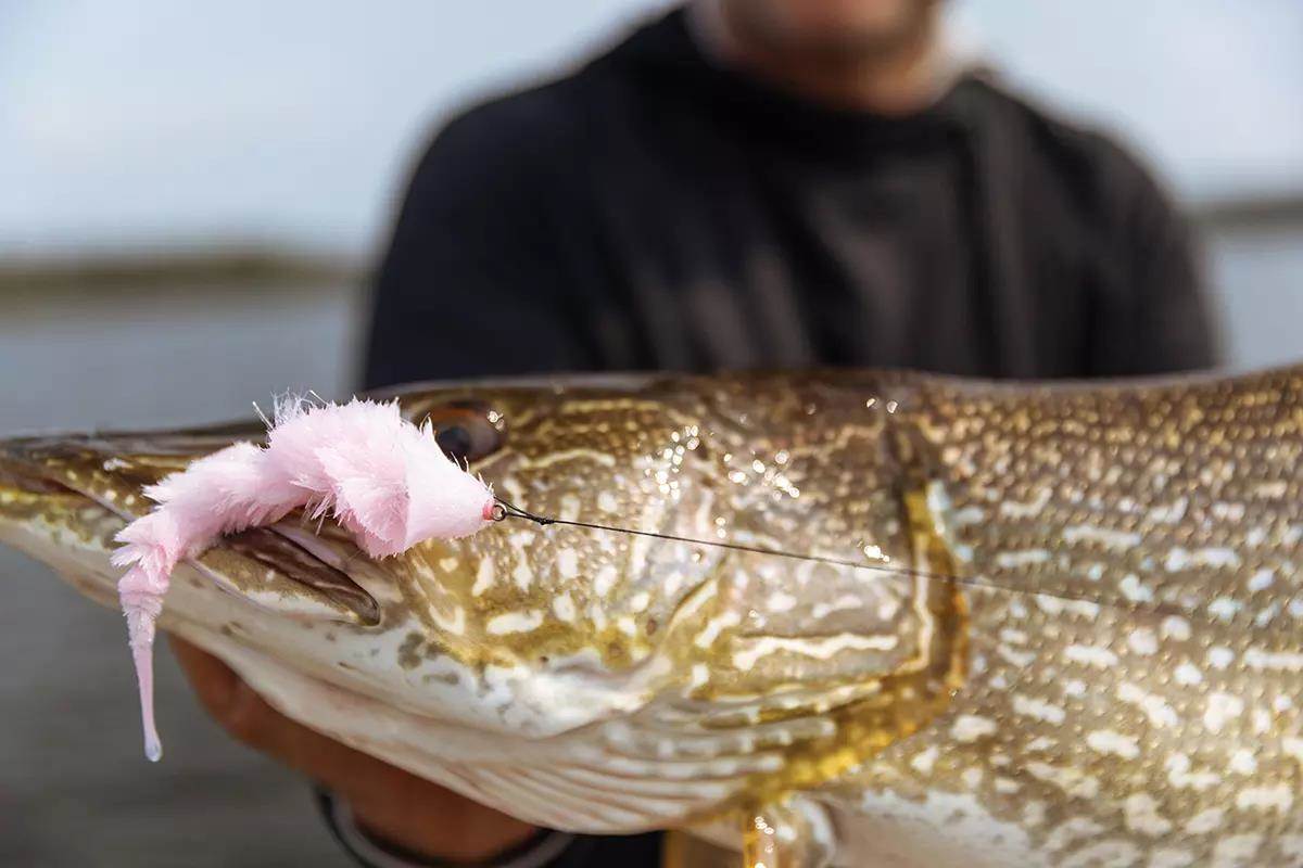 Close-up of a northern pike with a pink musky fly in its mouth