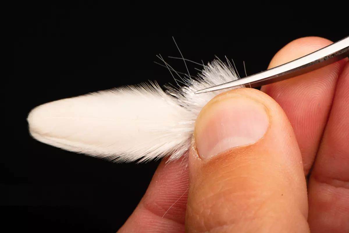 Trimming synthetic fibers on a white fly during fly tying